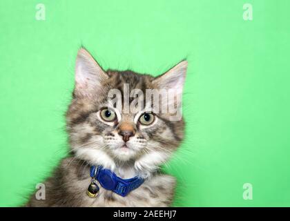 Portrait of an adorable tan and black tabby kitten wearing a blue collar with bell looking directly at viewer. Green background with copy space. Stock Photo