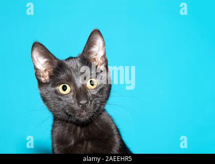 Close up portrait of an adorable black cat looking to viewers right with surprised curious expression. Turquoise teal background with copy space Stock Photo