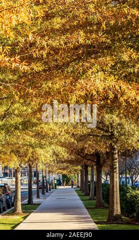 Philadelphia, Pennsylvania - November 26, 2019: Beautiful fall trees near Pennsylvania Avenue in Philadelphia, Pennsylvania Stock Photo