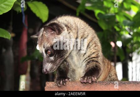 Asian Palm Civet (Civet cat). Produces Kopi luwak. Luwak Coffee is world most expensive coffee Stock Photo