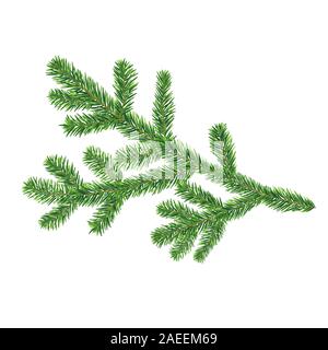 Vector fir tree branch isolated on the white background Stock Vector