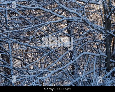 Quebec,Canada. Snow covered trees in the forest Stock Photo