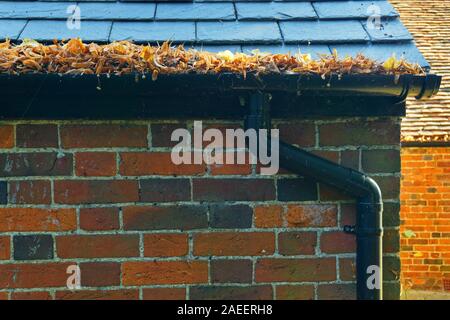 Guttering or spouting full of autumn or fall leaves in need of clearing. Stock Photo