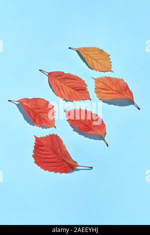 Handmade decorative greeting card from colorful grape leaves with hard shadows on a pastel blue background, copy space. Flat lay. Stock Photo