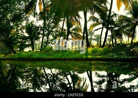 Palm tree, Kumarakom, Kottayam, Kerala, India, Asia Stock Photo - Alamy