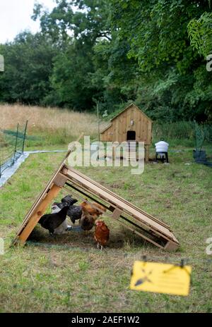 Chickens kept by a hobby hen keeper with a run inluding a hutch, feeder and electric fence, UK Stock Photo