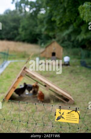 Chickens kept by a hobby hen keeper with a run inluding a hutch, feeder and electric fence, UK Stock Photo