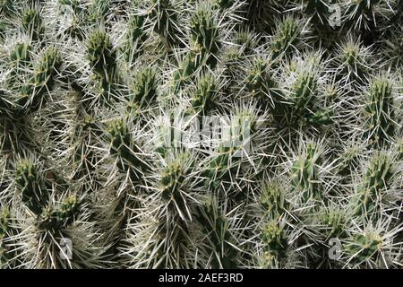 Kaktus cylindropuntia tunicata