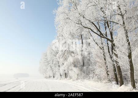 Edge of the forest with trees covered in frost on a cloudless morning. Stock Photo