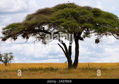 Acacia  tree inThe Serengeti Plains Stock Photo