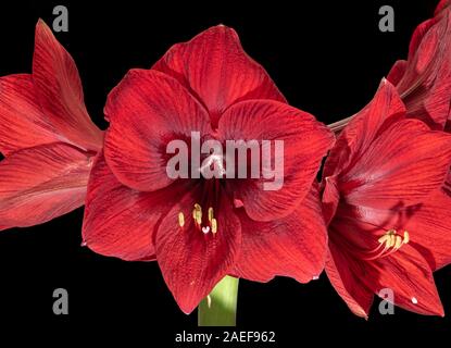 isolated red amaryllis center heart blossom,black background,fine art still life color macro, detailed textured blooms,vintage painting style Stock Photo