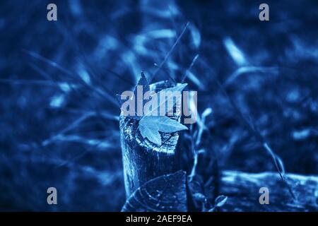 Red little autumn maple leave over old grey tree stump in the park. Blue background. Color of the year concept. Stock Photo