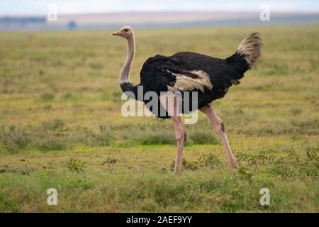 Ostriches Stock Photo