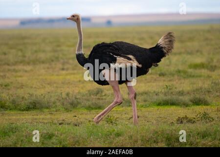 Ostriche in Ngorongoro Crater. Stock Photo