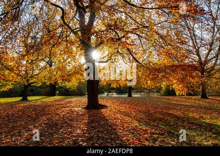 Beautiful sunshine in St James Park, London on a winter's day Stock Photo
