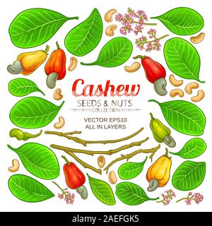 cashew elements set Stock Vector