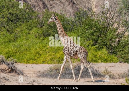 Portrait of an Angolan Giraffe - Giraffa giraffa angolensis- along the Hoanib River, in North Western Namibia.