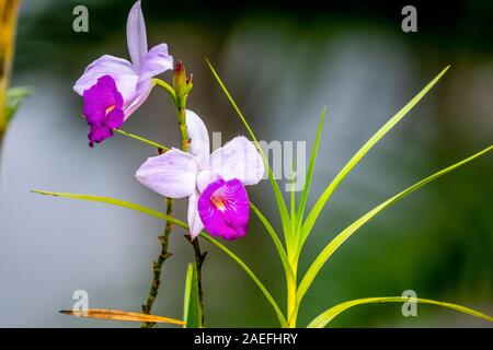 Bamboo Orchid (Arundina graminifolia). Photographed in Costa Rica in July Stock Photo