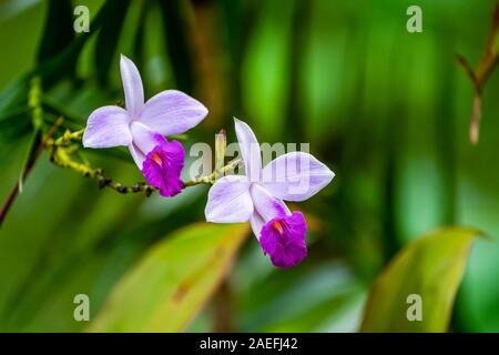 Bamboo Orchid (Arundina graminifolia). Photographed in Costa Rica in July Stock Photo