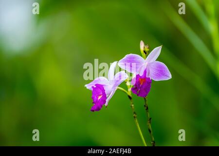 Bamboo Orchid (Arundina graminifolia). Photographed in Costa Rica in July Stock Photo