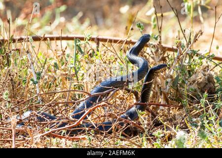 Dolichophis jugularis, the black whipsnake, is a species of snake in the family Colubridae. Subspecies Dolichophis jugularis asianus Photographed in I Stock Photo