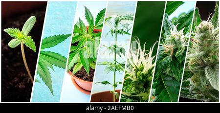 Cannabis collage. Many photos of various stages of growing marijuana plants at home, in chronological order Stock Photo