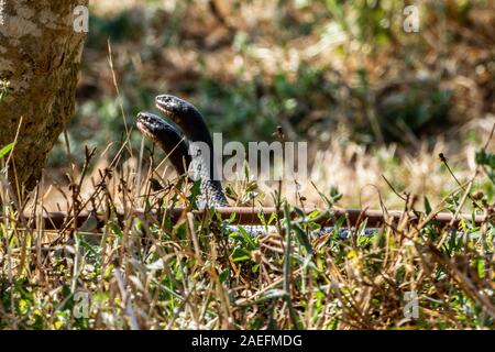 Dolichophis jugularis, the black whipsnake, is a species of snake in the family Colubridae. Subspecies Dolichophis jugularis asianus Photographed in I Stock Photo