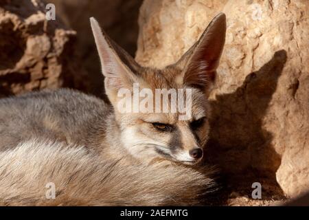 Blanford's Fox (Vulpes cana)  a small fox found in certain regions of the Middle East. Photographed in the Negev Desert, Israel Stock Photo