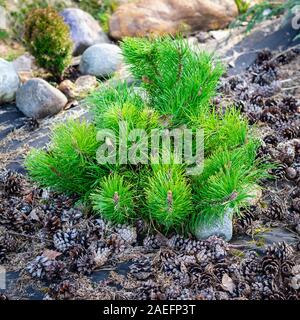 small dwarf pine, a family of conifers, on a background of pine cones Stock Photo