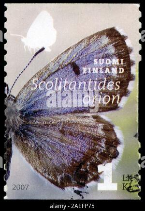 Chequered Blue Butterfly (Scolitantides orion) Stock Photo