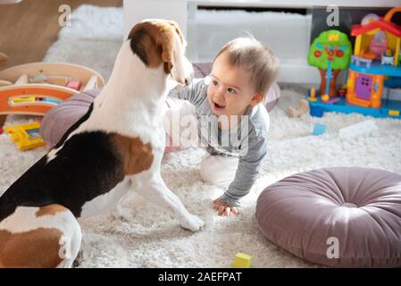 Portrait of one year old baby sitting on carpet in bright room with beagle dog and smile on face.