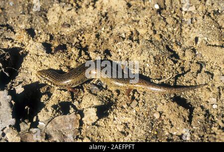 Chalcides ocellatus, or Ocellated Skink (also known as Eyed Skink or gongilo).  is a species of skink found in Greece, southern Italy, Malta, and part Stock Photo