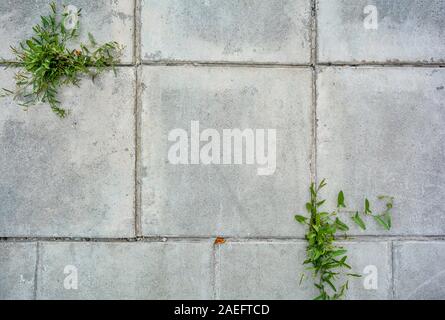 Large square cement street floor slabs with growing green grass plants in between. Gray dirty tiles pavement with growing grass in mortar Stock Photo