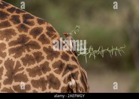 Red-billed oxpecker  on  giraffe (Buphagus erythrorhynchus) Stock Photo