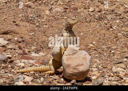 Egyptian Mastigure (Uromastyx aegyptia), AKA Leptien's Mastigure, or Egyptian dab lizard. Egyptian Mastigures can be found in Egypt, Libya and through Stock Photo