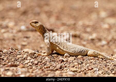 Egyptian Mastigure (Uromastyx aegyptia), AKA Leptien's Mastigure, or Egyptian dab lizard. Egyptian Mastigures can be found in Egypt, Libya and through Stock Photo