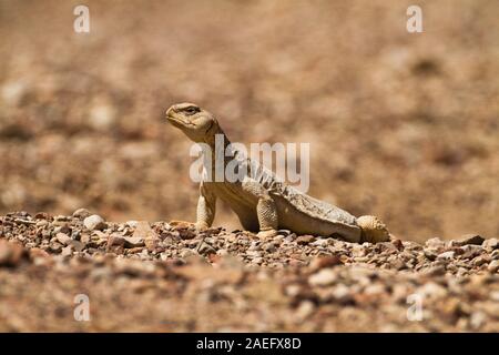 Egyptian Mastigure (Uromastyx aegyptia), AKA Leptien's Mastigure, or Egyptian dab lizard. Egyptian Mastigures can be found in Egypt, Libya and through Stock Photo