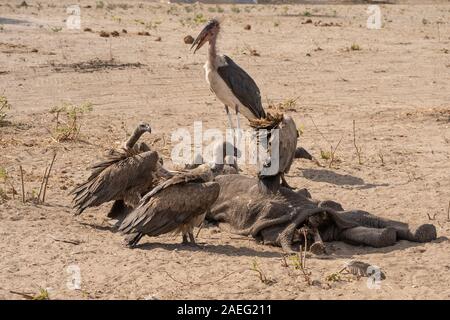 A carcass of a dead elephant is eaten by white-backed vultures (Gyps africanus) and marabou storks (Leptoptilos crumenigerus). Photographed at Hwange Stock Photo