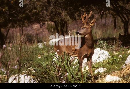 European Roe Deer (Capreolus capreolus) Reintroduced to the Carmel Mountain National Park in 1998. Israel, Carmel Mountain, Stock Photo