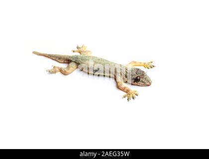 A dead lizard lying upside down , Reptile on white background isolate Stock Photo