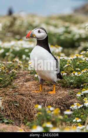 Puffins on Skomer Island in Cardigan Bay West Wales Stock Photo