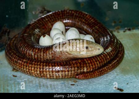The sheltopusik (Pseudopus apodus), also commonly called Pallas's or the European legless lizard, is a species of large glass lizard found from Southe Stock Photo