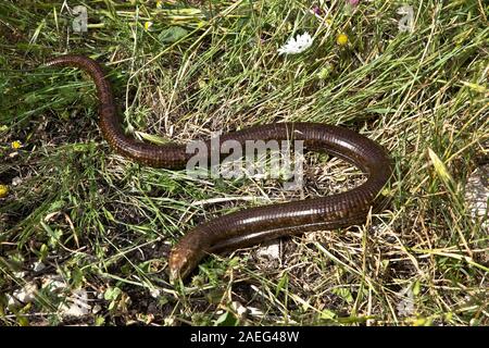 The sheltopusik (Pseudopus apodus), also commonly called Pallas's glass lizard or the European legless lizard, is a species of large glass lizard foun Stock Photo