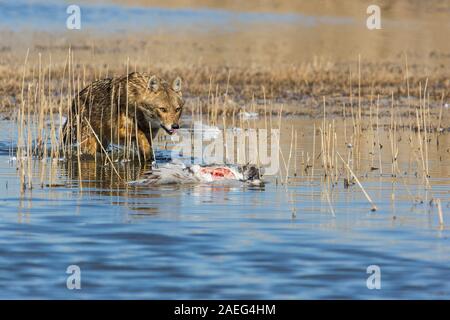 Golden Jackal (Canis aureus), eats a common Crane (Grus grus). Photographed in the Hula Valley Israel Stock Photo