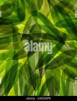 Close-up Elephant apple leaves on white isolated ,Dillenia indica or chalta, green leaves has medicinal properties., green background, pattern leaf Stock Photo