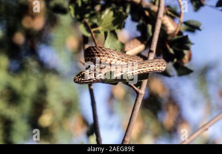 Malpolon monspessulanus, commonly known as the Montpellier snake, is a species of mildly venomous rear-fanged colubrids. Montpellier snake is very com Stock Photo