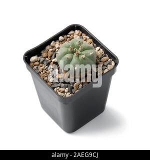 Peyote cactus Lophophora williamsii in a pot used as a hallucinogen by the Native Americans and recreational drug user isolated on white background