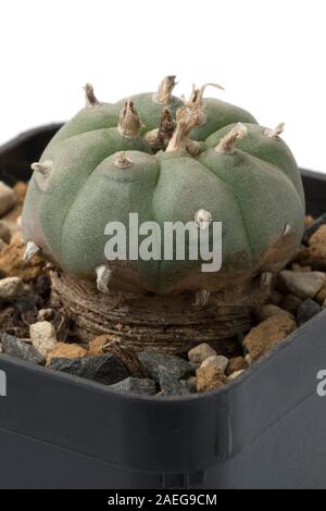 Peyote cactus Lophophora williamsii in a pot used as a hallucinogen by the Native Americans and recreational drug user close up