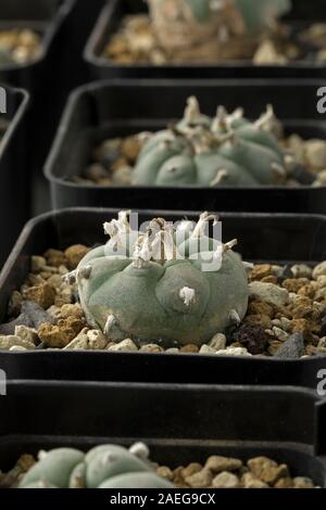 Row of Peyote cactus Lophophora williamsii grown in pots in a nursery close up Stock Photo