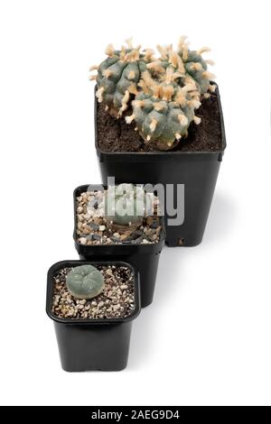 Seedling, old and older lophophora williamsii, Peyote, isolated on white background Stock Photo